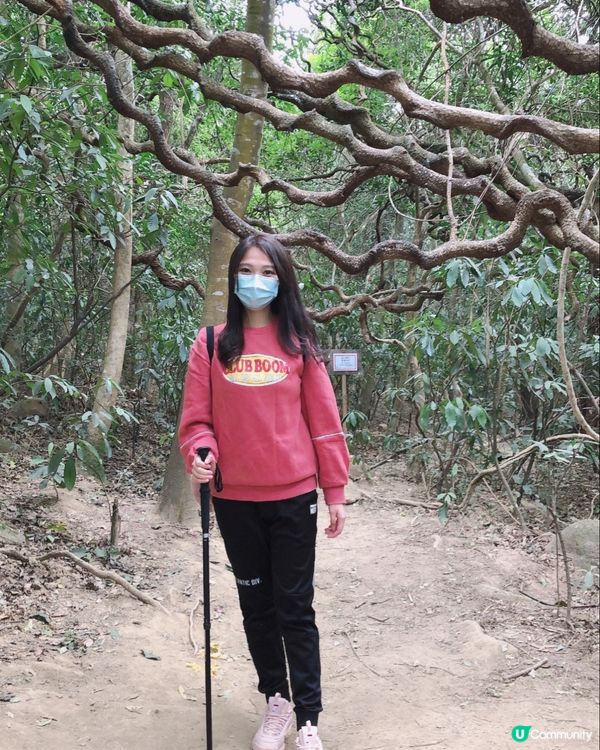 香港新手行山🍀茅坪藤皇+竹林隧道路線