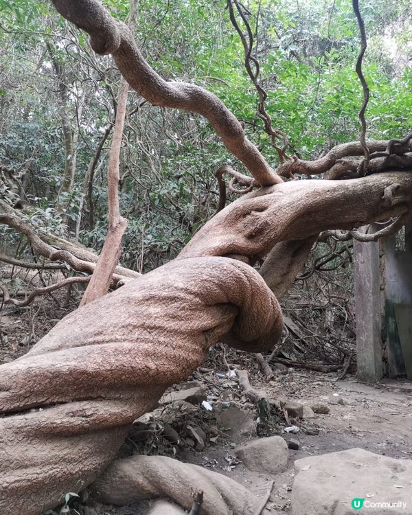 香港新手行山🍀茅坪藤皇+竹林隧道路線
