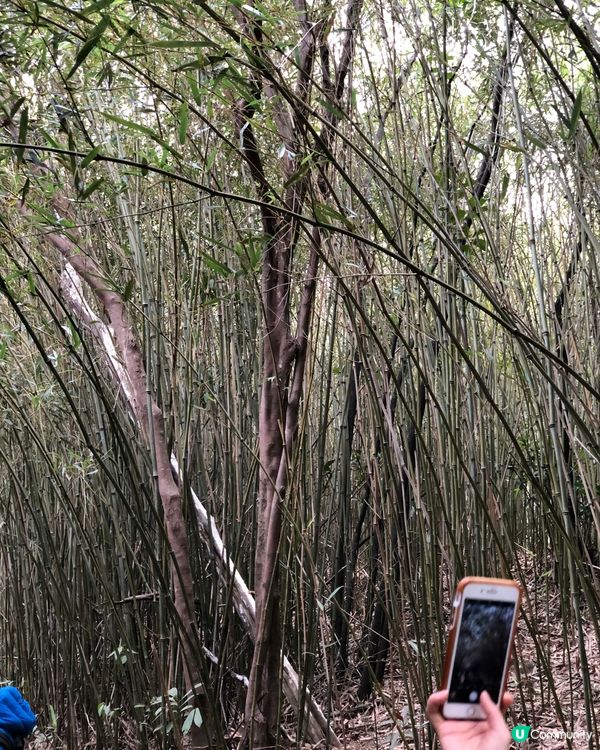 香港新手行山🍀茅坪藤皇+竹林隧道路線