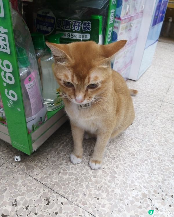 藥房總有隻貓喺左緊