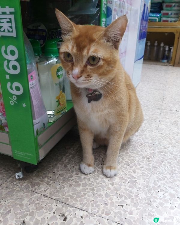 藥房總有隻貓喺左緊
