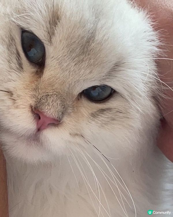 黏人的小貓咪🐱