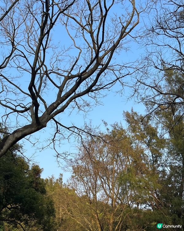 第一次黎籮箕灣camping，營位比我想像中少，建議一點前黎...