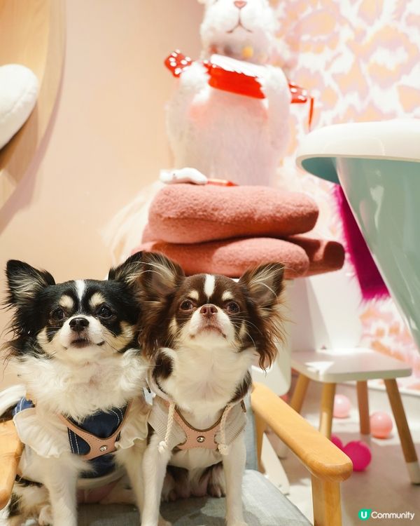 Finally here… Woof Magic🪄