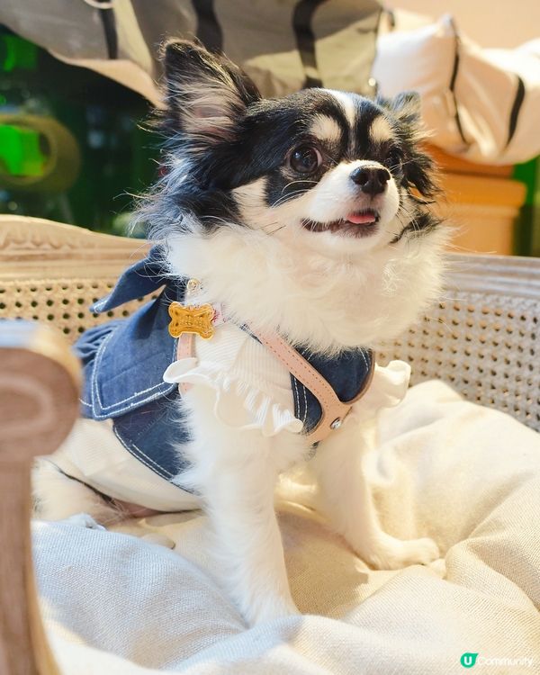 Finally here… Woof Magic🪄