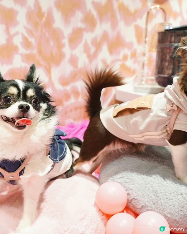 Finally here… Woof Magic🪄