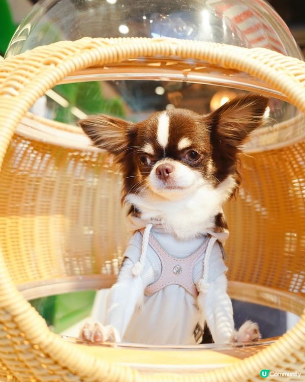 Finally here… Woof Magic🪄