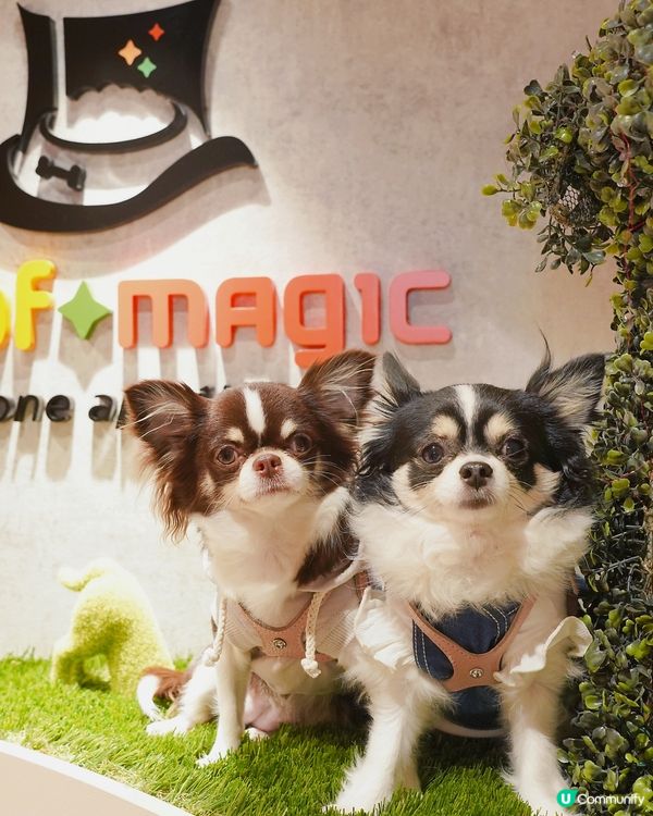 Finally here… Woof Magic🪄