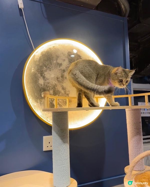 🐱再訪高質貓貓cafe