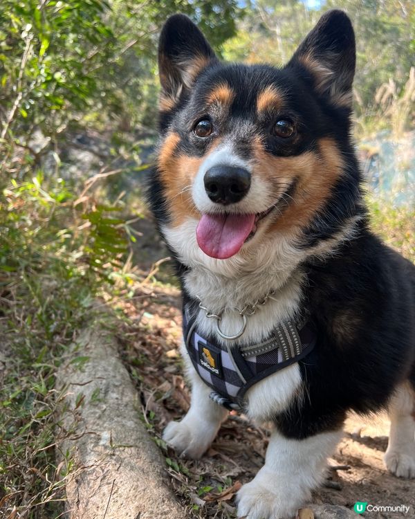 唔知見到咩咁鬼開心呢