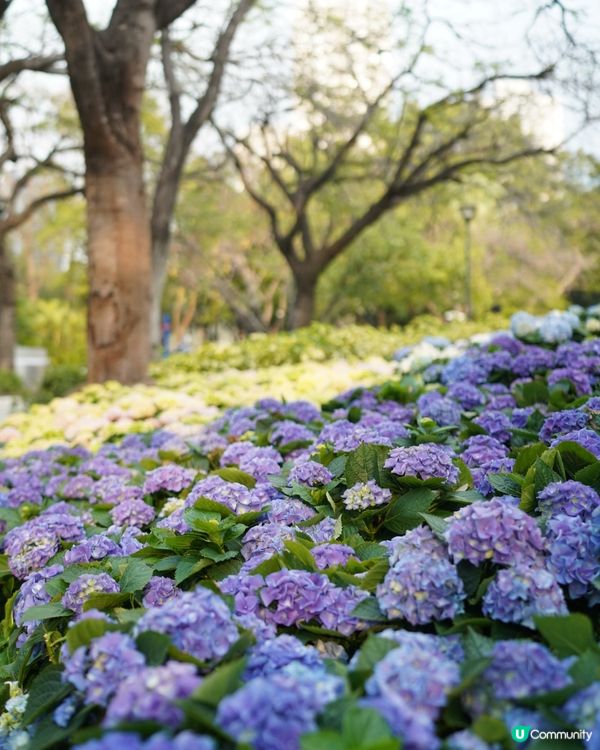 屯門公園🌸漫天繡球