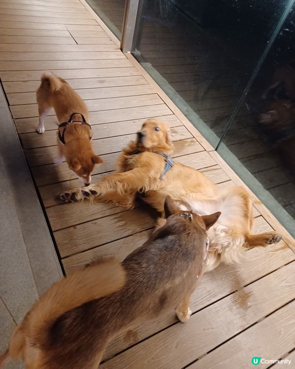 Dogs are always good friends o...