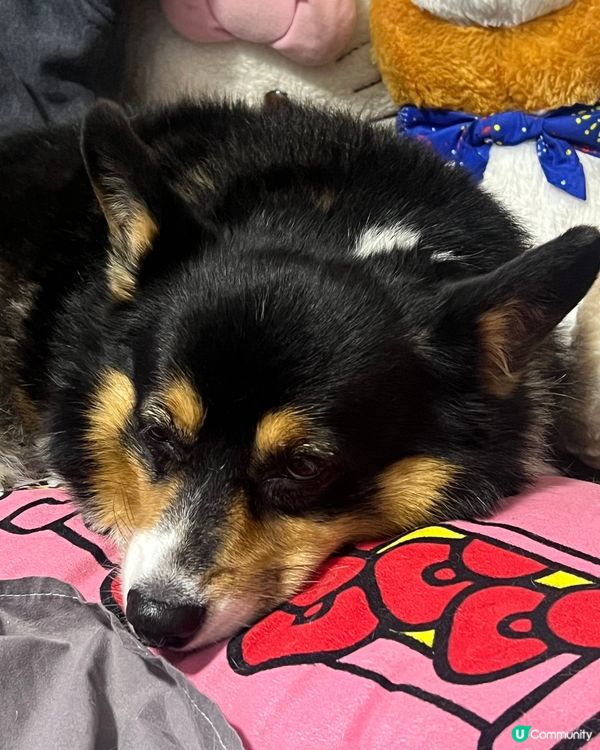 無咩事我訓陣先 💤💤