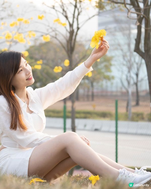 【賞花熱點】赤臘角黃風鈴