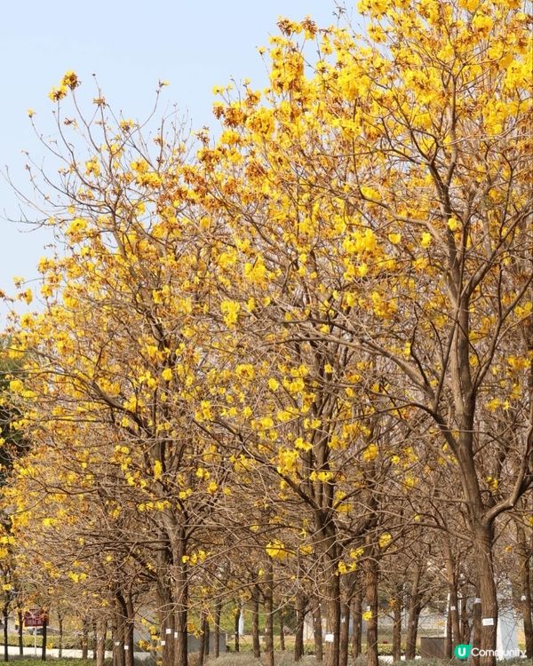 【賞花熱點】赤臘角黃風鈴