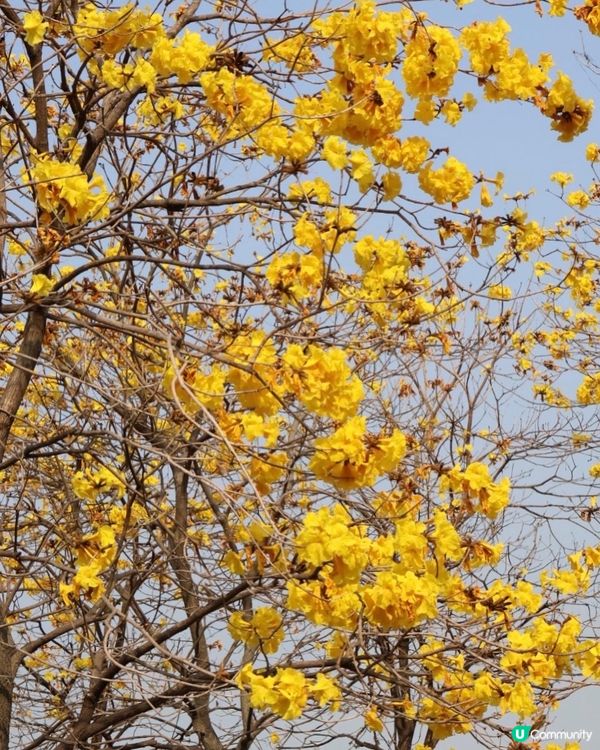 【賞花熱點】赤臘角黃風鈴