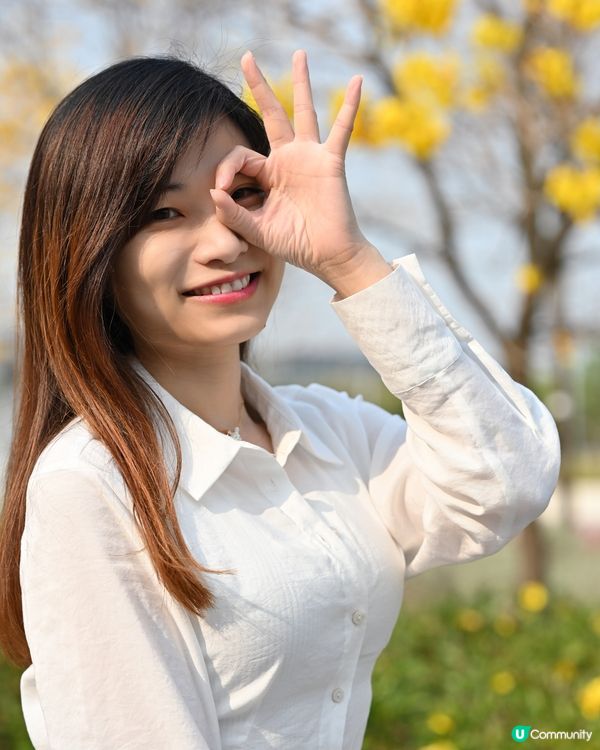 【賞花熱點】赤臘角黃風鈴