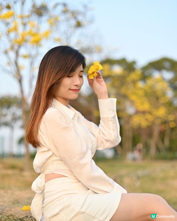 【賞花熱點】赤臘角黃風鈴