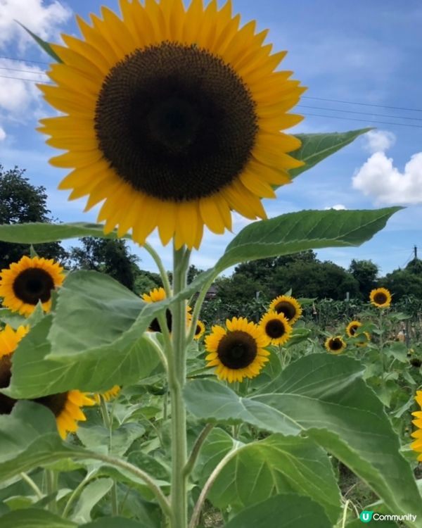 夏天準備到臨😍大大朵的太陽花都準備盛開🌻🥰期待夏天重遊...