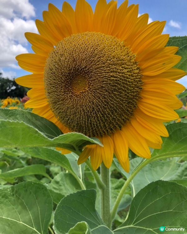 夏天準備到臨😍大大朵的太陽花都準備盛開🌻🥰期待夏天重遊...