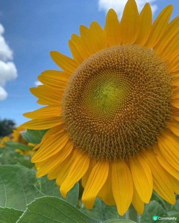 夏天準備到臨😍大大朵的太陽花都準備盛開🌻🥰期待夏天重遊...