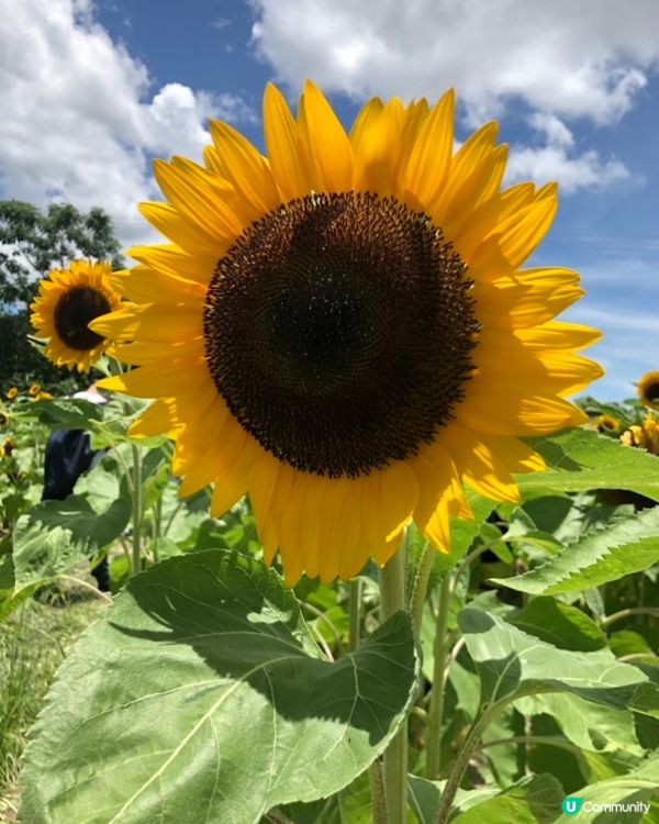 夏天準備到臨😍大大朵的太陽花都準備盛開🌻🥰期待夏天重遊...