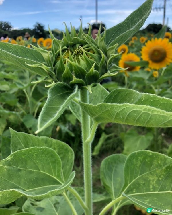 夏天準備到臨😍大大朵的太陽花都準備盛開🌻🥰期待夏天重遊...