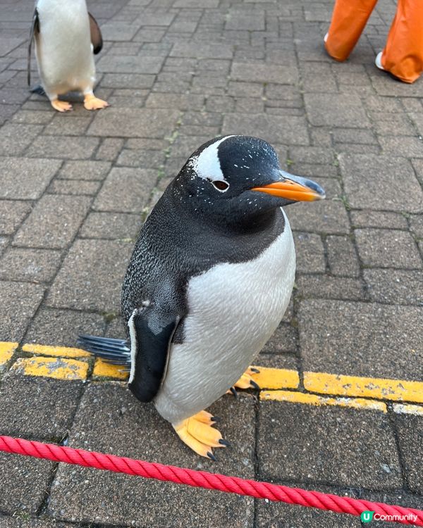 想於Tufting作品製作的圖案