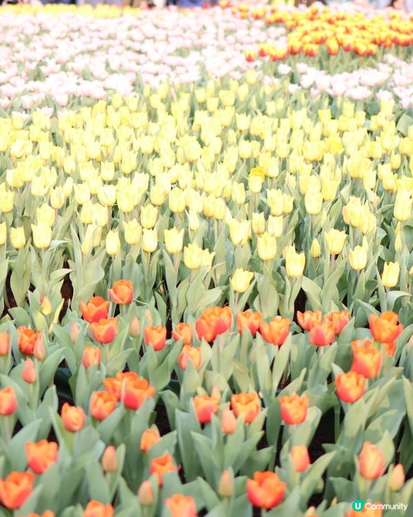 2023香港花卉展覽 打卡超靚📸