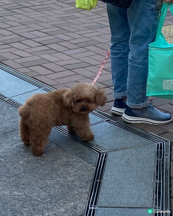 等過馬路的狗狗🐕