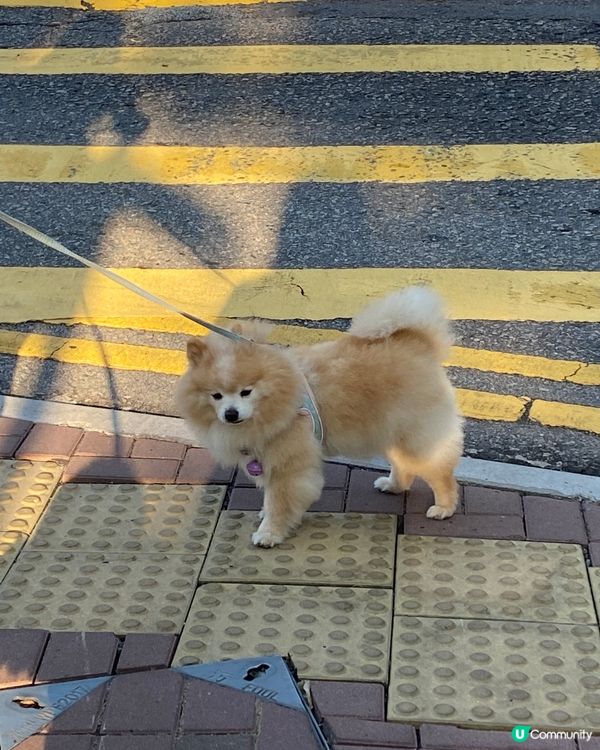 等過馬路的狗狗🐕