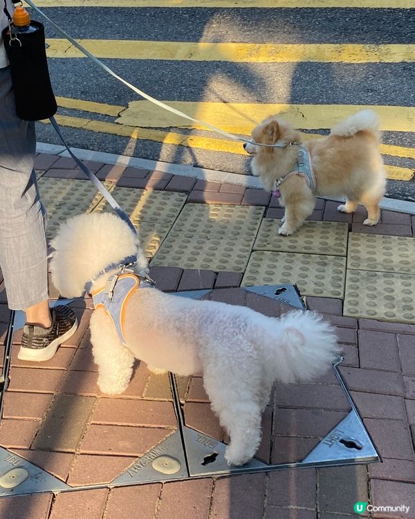 等過馬路的狗狗🐕