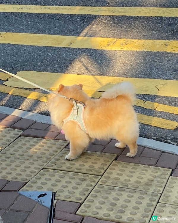 等過馬路的狗狗🐕