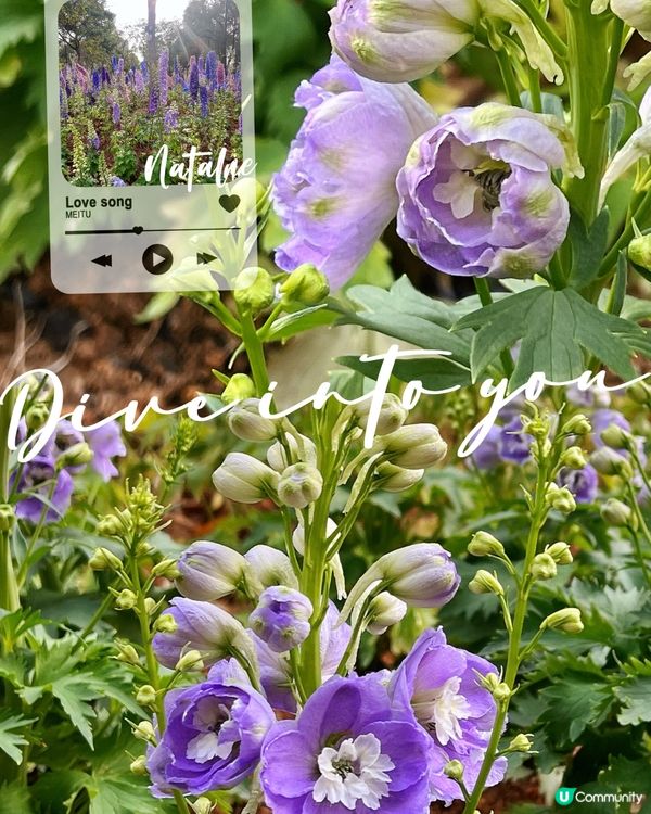 😊飛燕草Consolida ajacis 