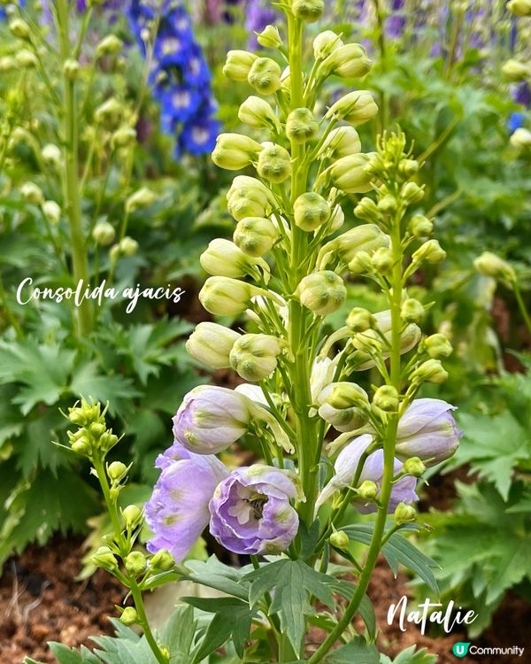 😊飛燕草Consolida ajacis 