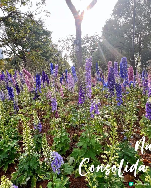 😊飛燕草Consolida ajacis 