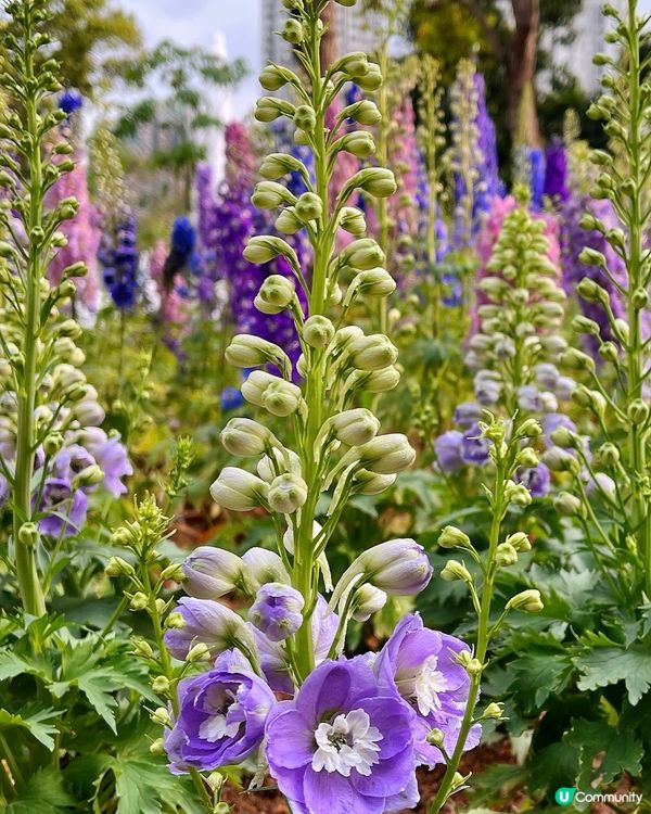 😊飛燕草Consolida ajacis 