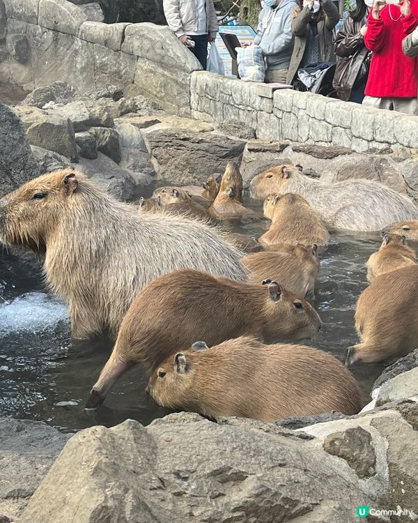 東京之旅 親親小動物編😘