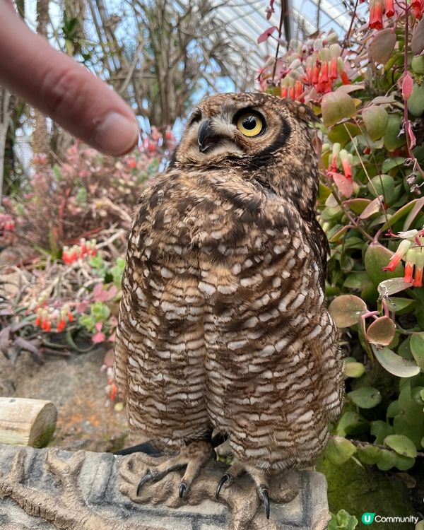 東京之旅 親親小動物編😘