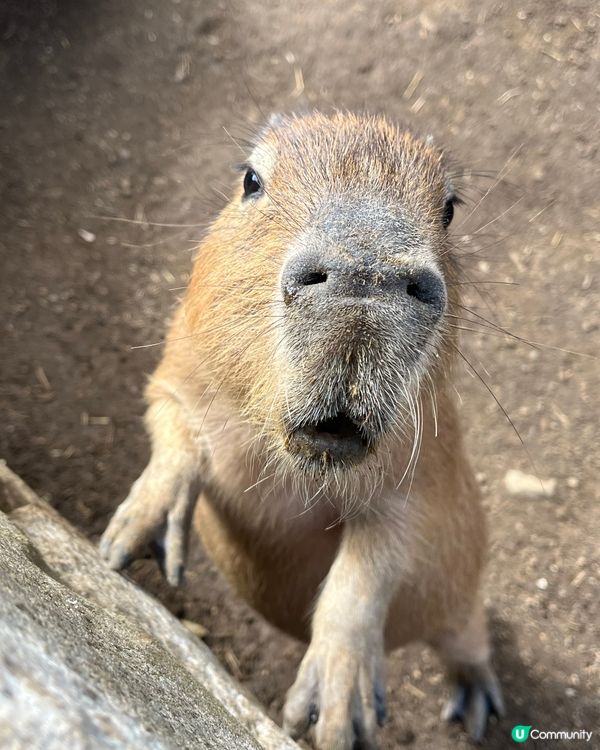 東京之旅 親親小動物編😘
