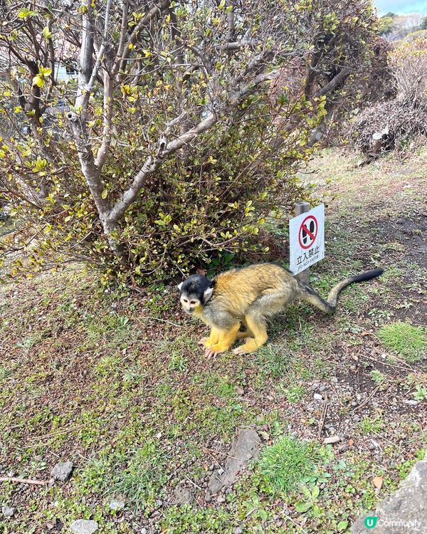 東京之旅 親親小動物編😘