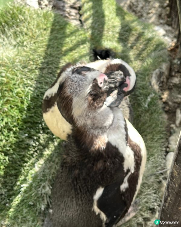 東京之旅 親親小動物編😘