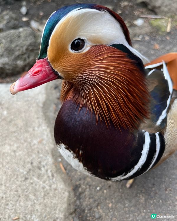 東京之旅 親親小動物編😘