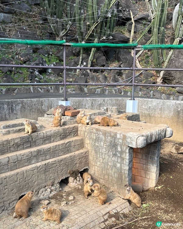 東京之旅 親親小動物編😘