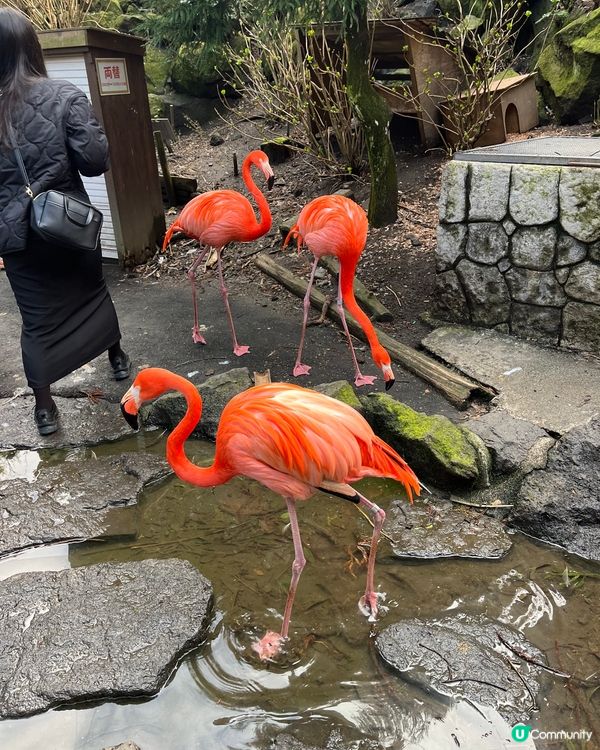 東京之旅 親親小動物編😘