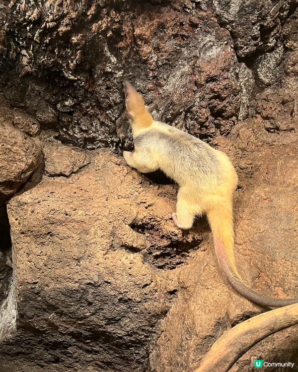 東京之旅 親親小動物編😘