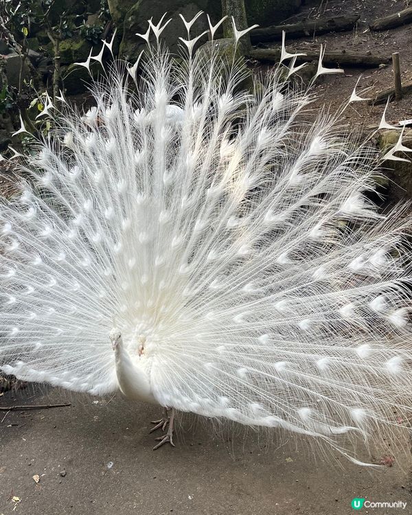 東京之旅 親親小動物編😘