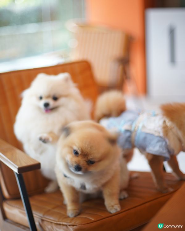 紅磡區文青pet friendly餐廳🐽🐝