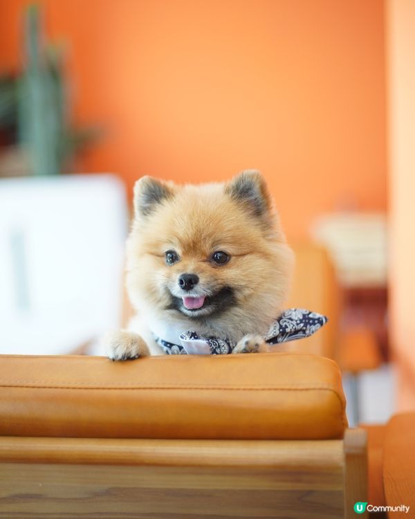 紅磡區文青pet friendly餐廳🐽🐝