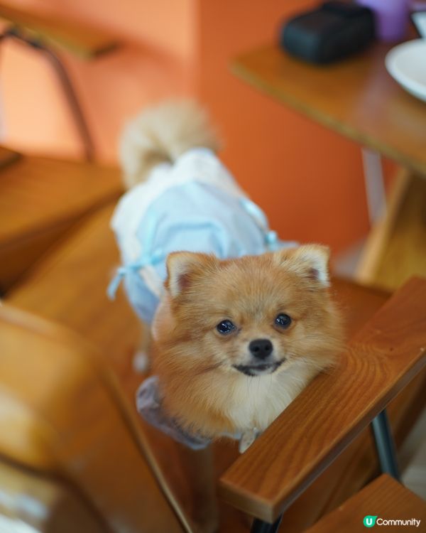 紅磡區文青pet friendly餐廳🐽🐝